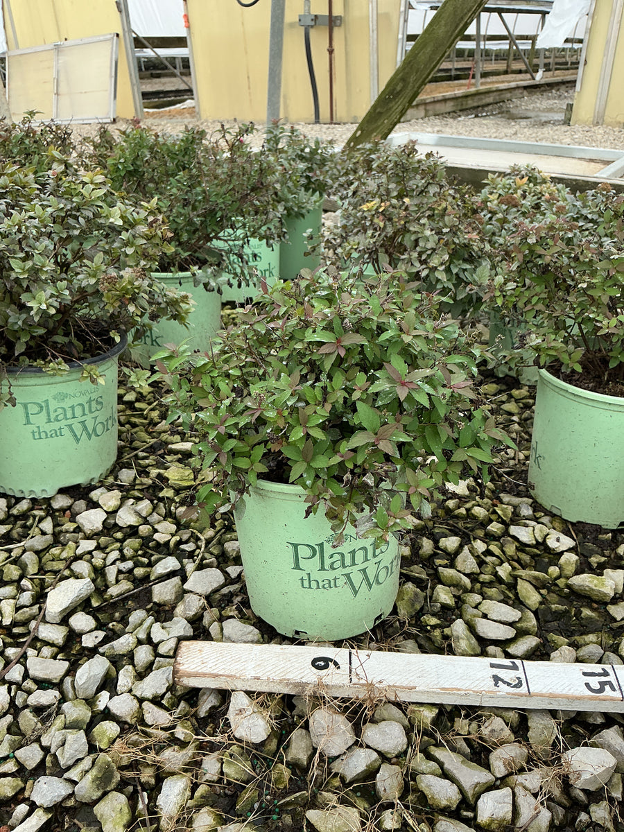Spiraea empire 'Ice Dragon'