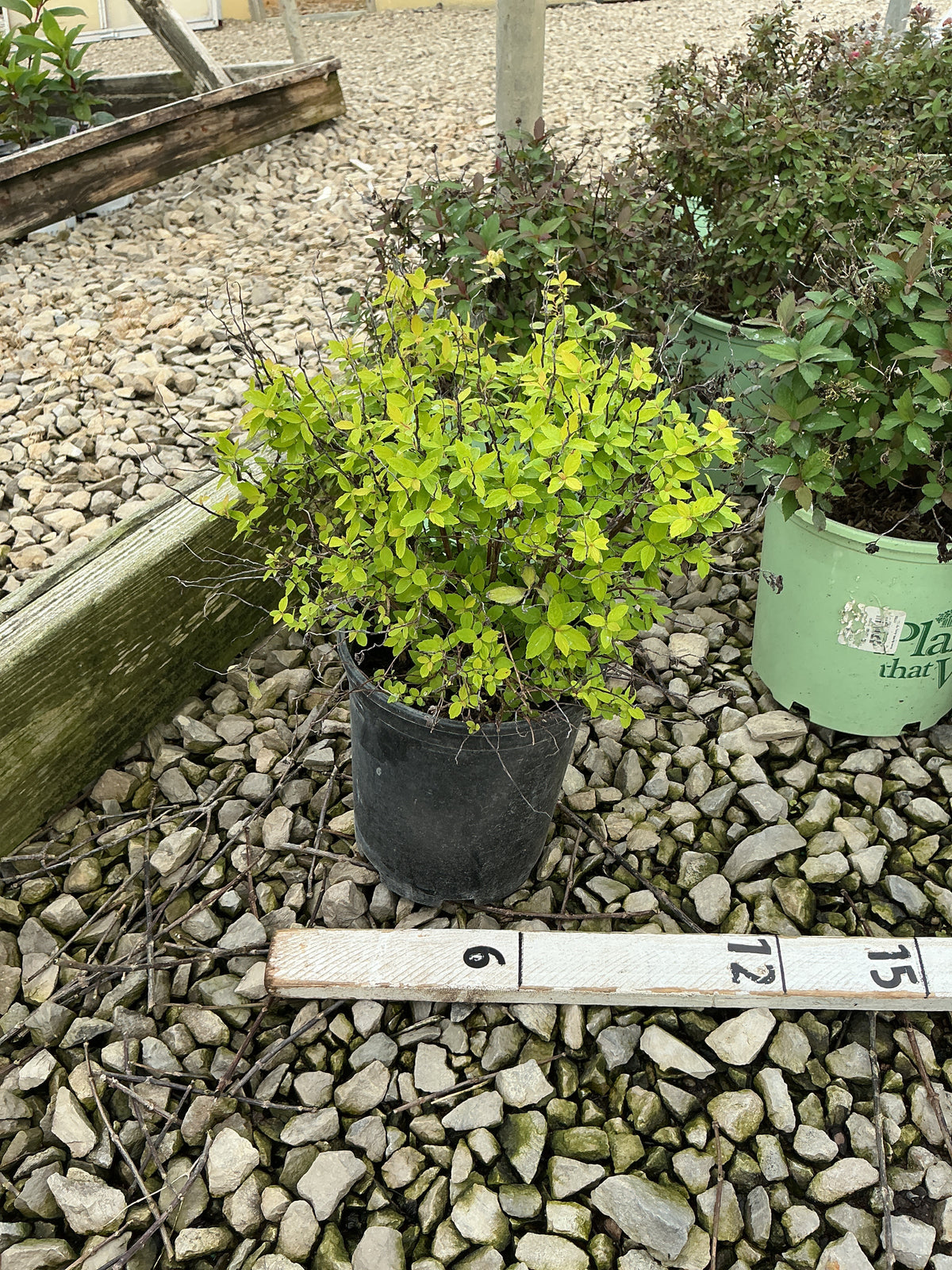 Spiraea japonica 'Goldmound'