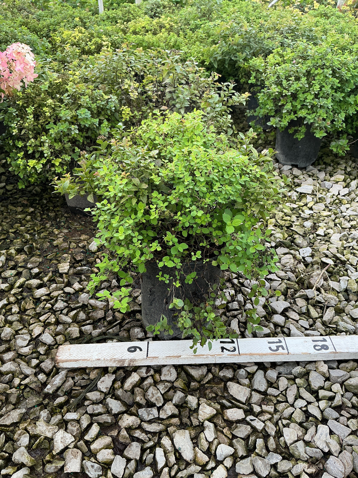 Spiraea japonica 'Little Princess'