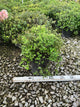 Spiraea japonica 'Little Princess'