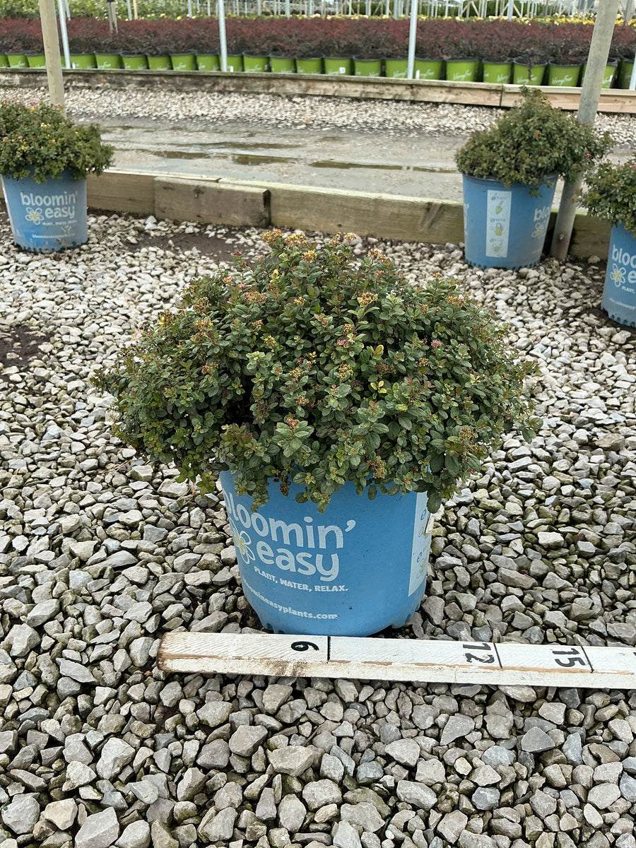 Spiraea poprocks 'Petite'