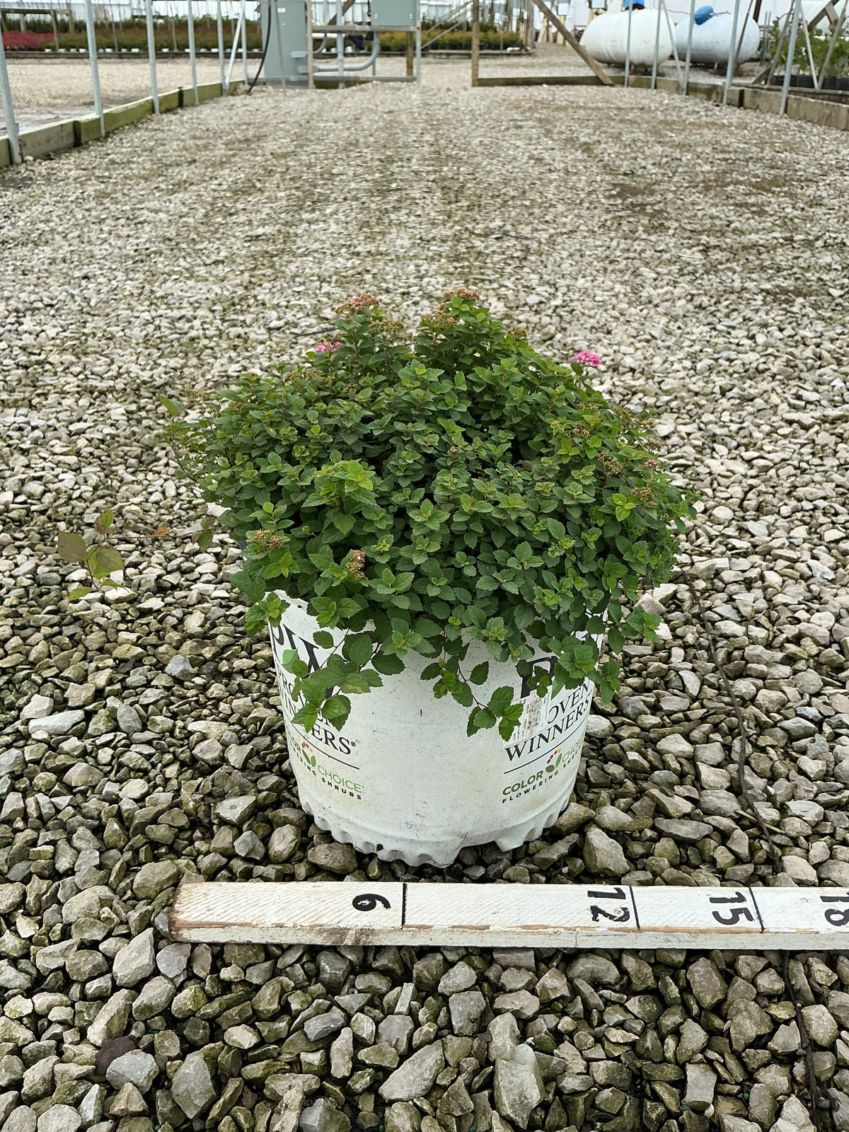 Spiraea japonica ‘Double Play Princess’ (FARROWSJKO)