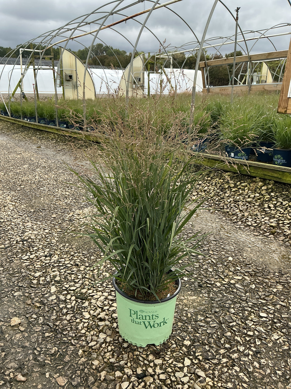 Panicum virgatum ‘Dream Catcher Smoky Rose’
