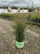 Panicum virgatum ‘Dream Catcher Smoky Rose’
