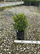 Buxus microphylla 'Winter Gem'