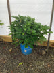 Hydrangea macrophylla ‘Endless Summer’ ('Bailmer')