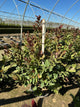 Hamamelis V 'Crimson Fire'