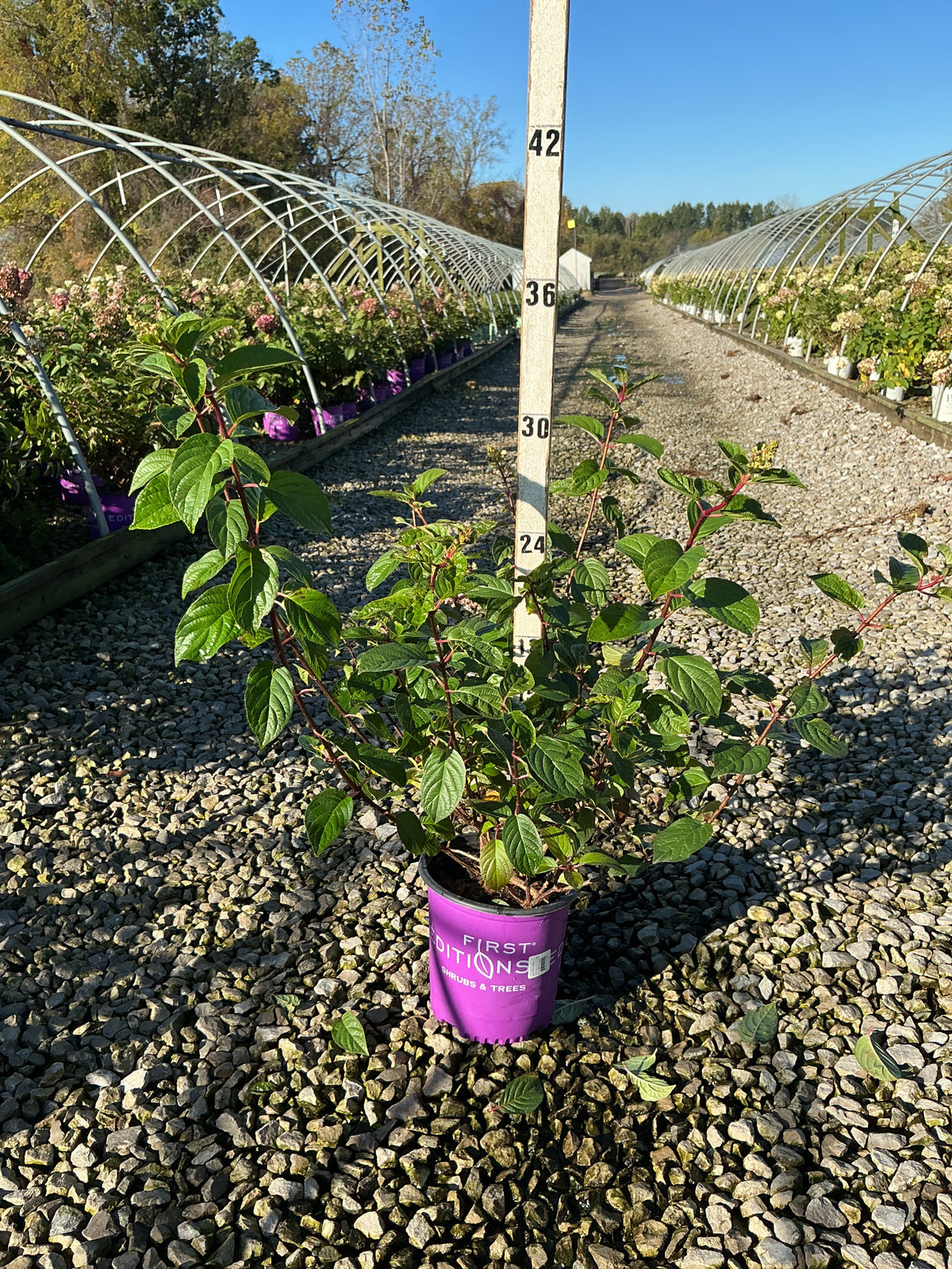 Hydrangea paniculata ‘Rensun’