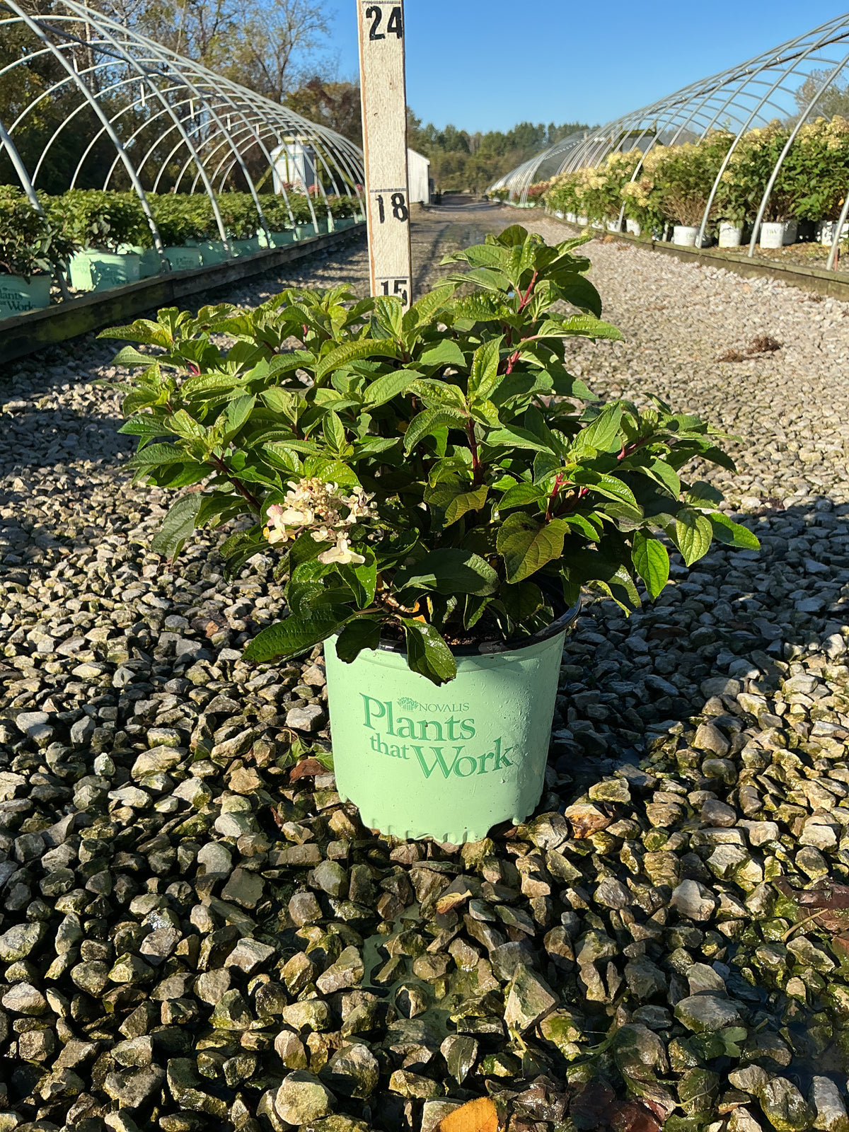 Hydrangea paniculata 'Bailpantwo'