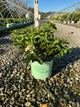 Hydrangea paniculata 'Bailpantwo'