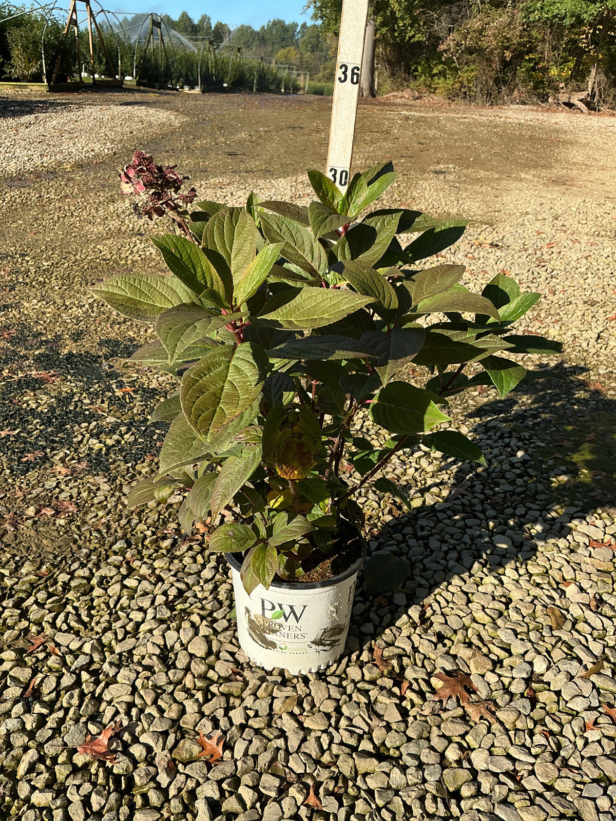 Hydrangea paniculata 'Bulk'
