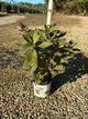 Hydrangea paniculata 'Bulk'