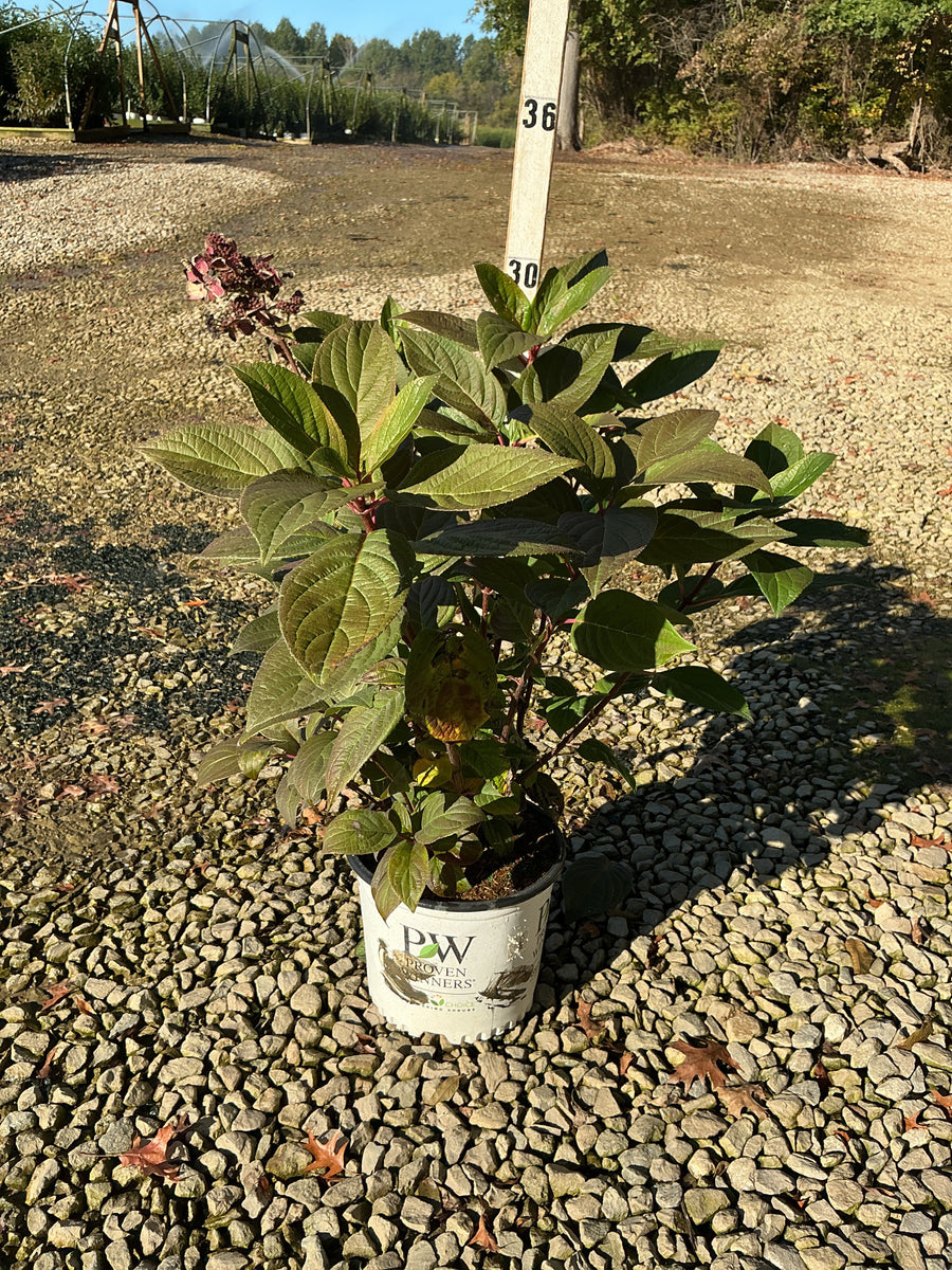 Hydrangea paniculata 'Bulk'