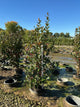 Viburnum nudum 'Winterthur'