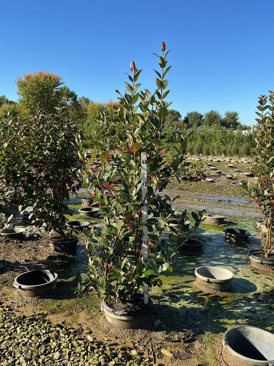 Viburnum nudum 'Winterthur'