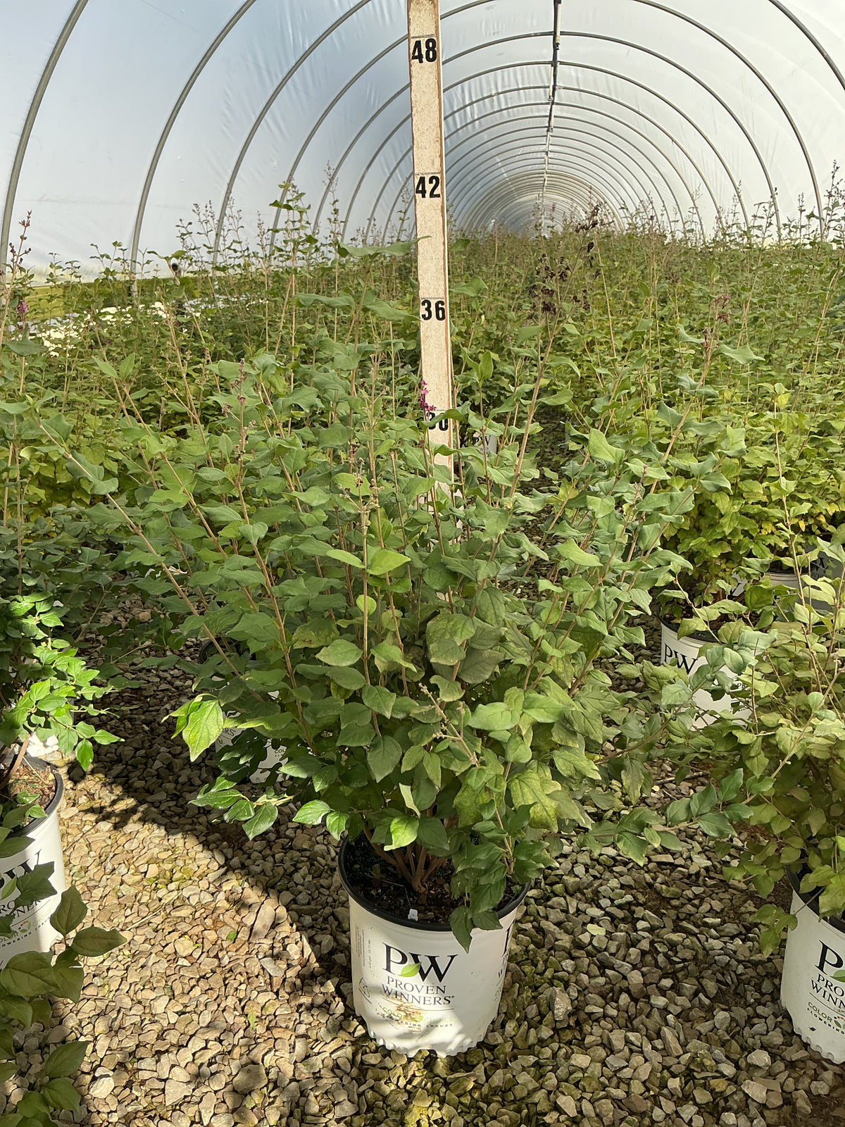 Syringa x 'Penda'