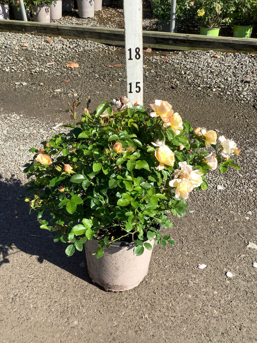 Rosa 'Drift Popcorn'