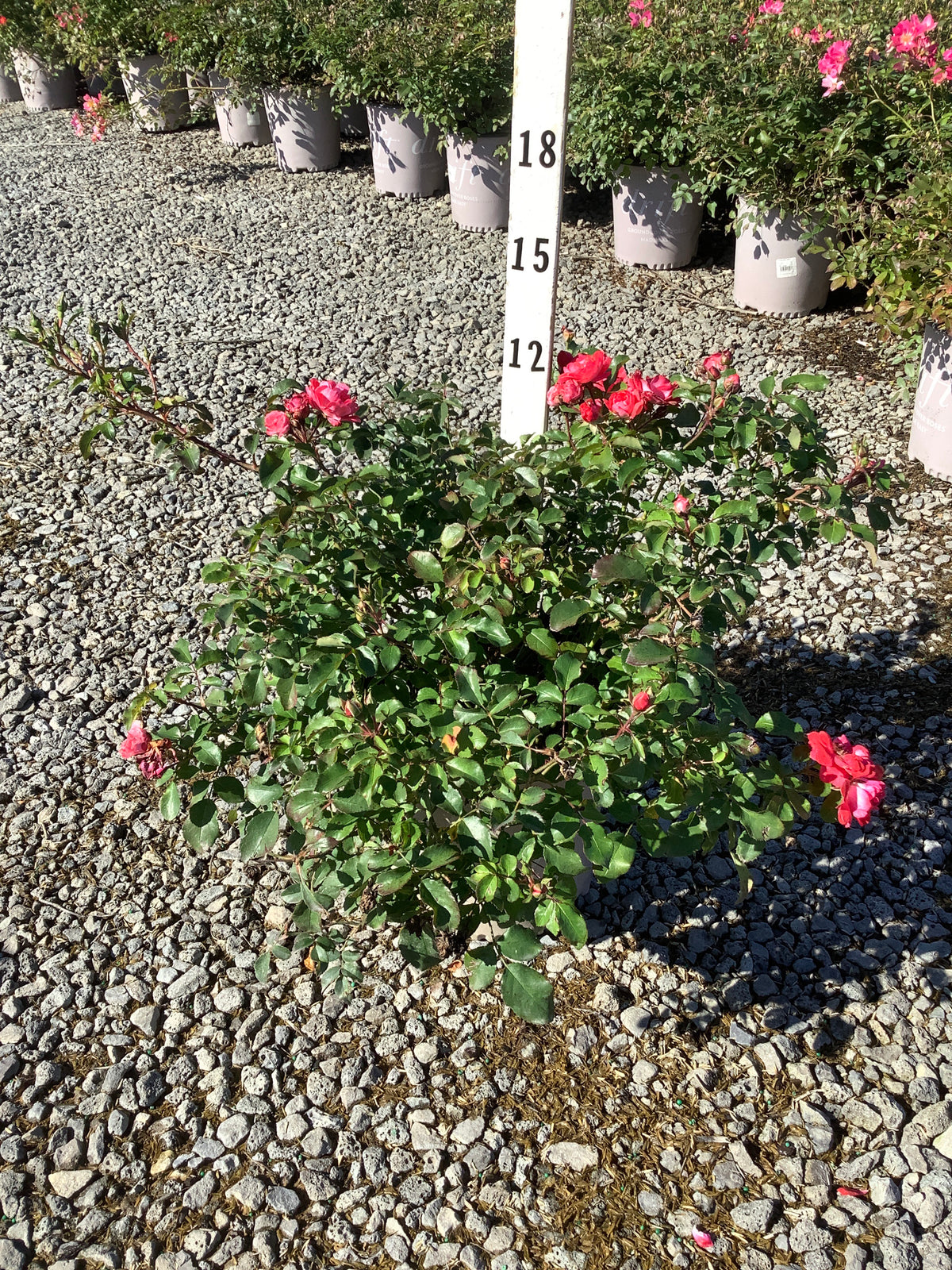 Rosa 'Drift Meidrifora'