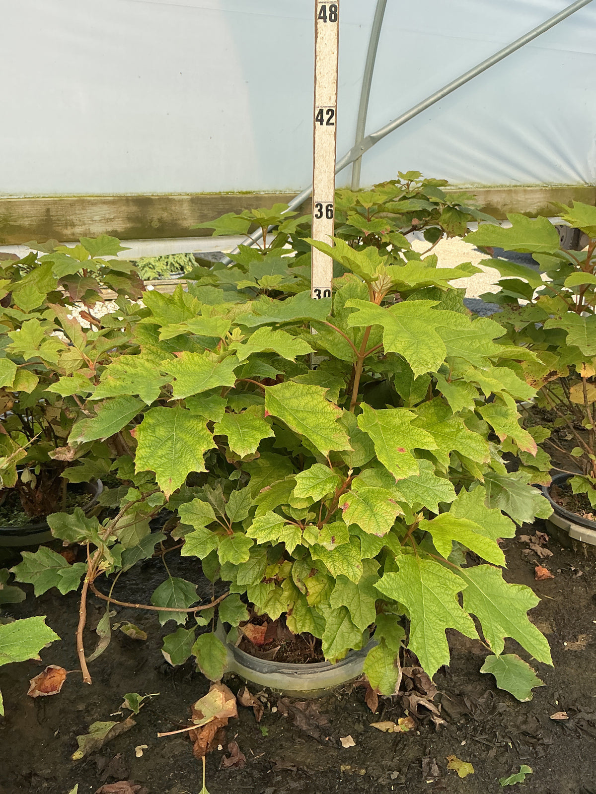 Hydrangea quercifolia 'Alice'