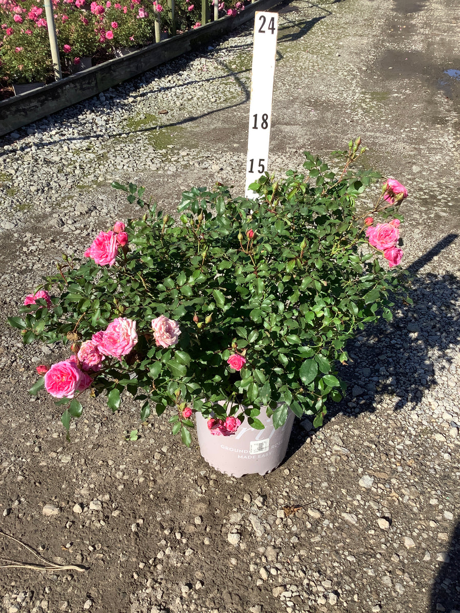 Rosa 'Drift Meiswetdom'