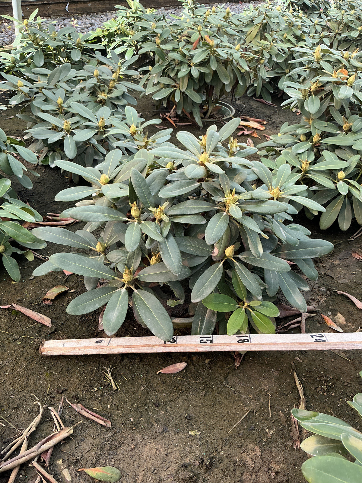 Rhododendron 'Holdens Pink Flare'