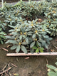 Rhododendron 'Holdens Pink Flare'