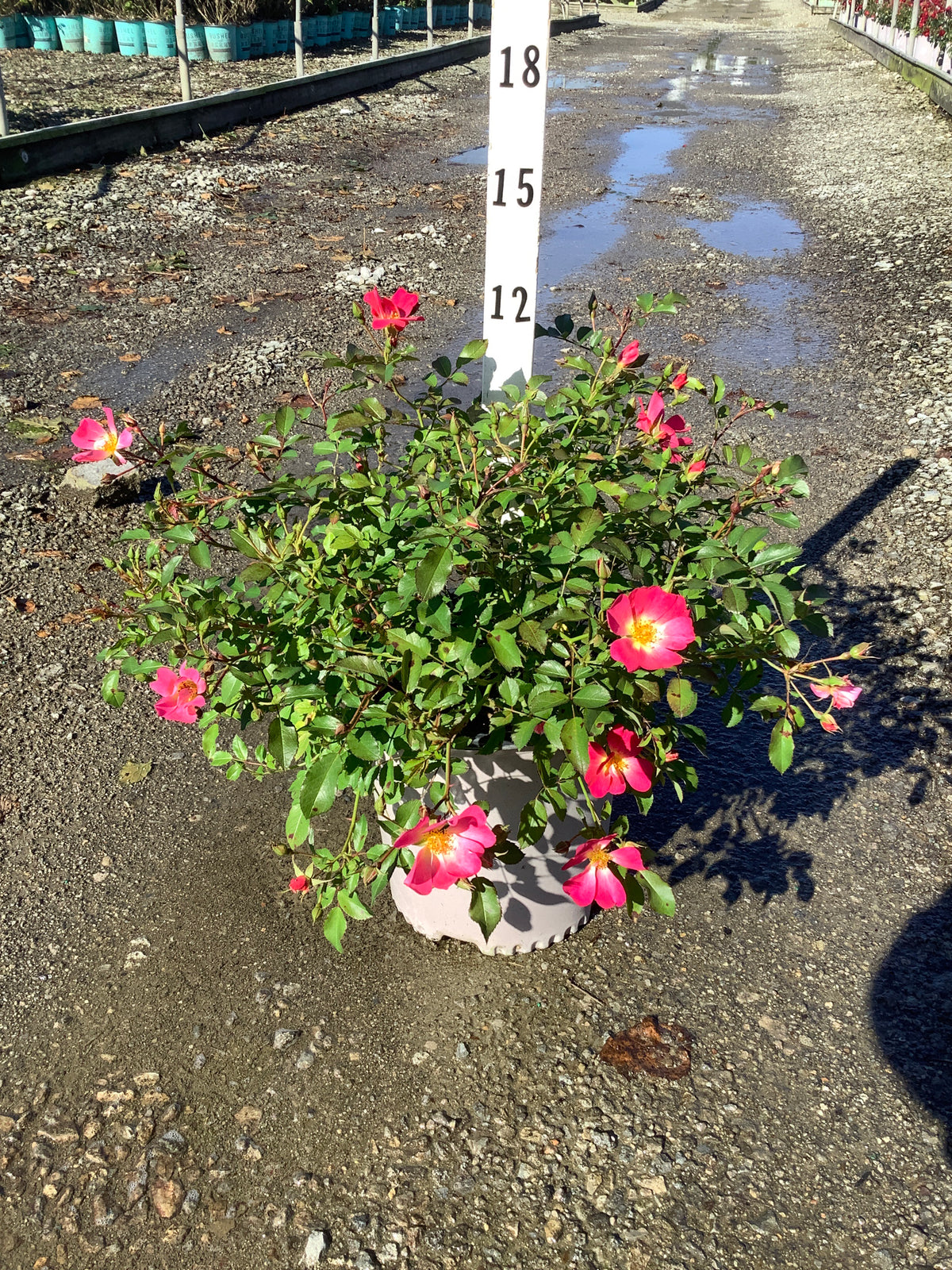 Rosa 'Drift Meijocos'