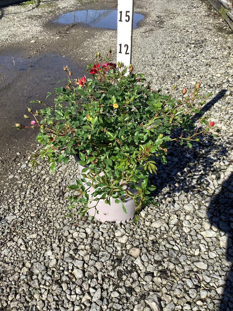 Rosa 'Drift Meigalpio'