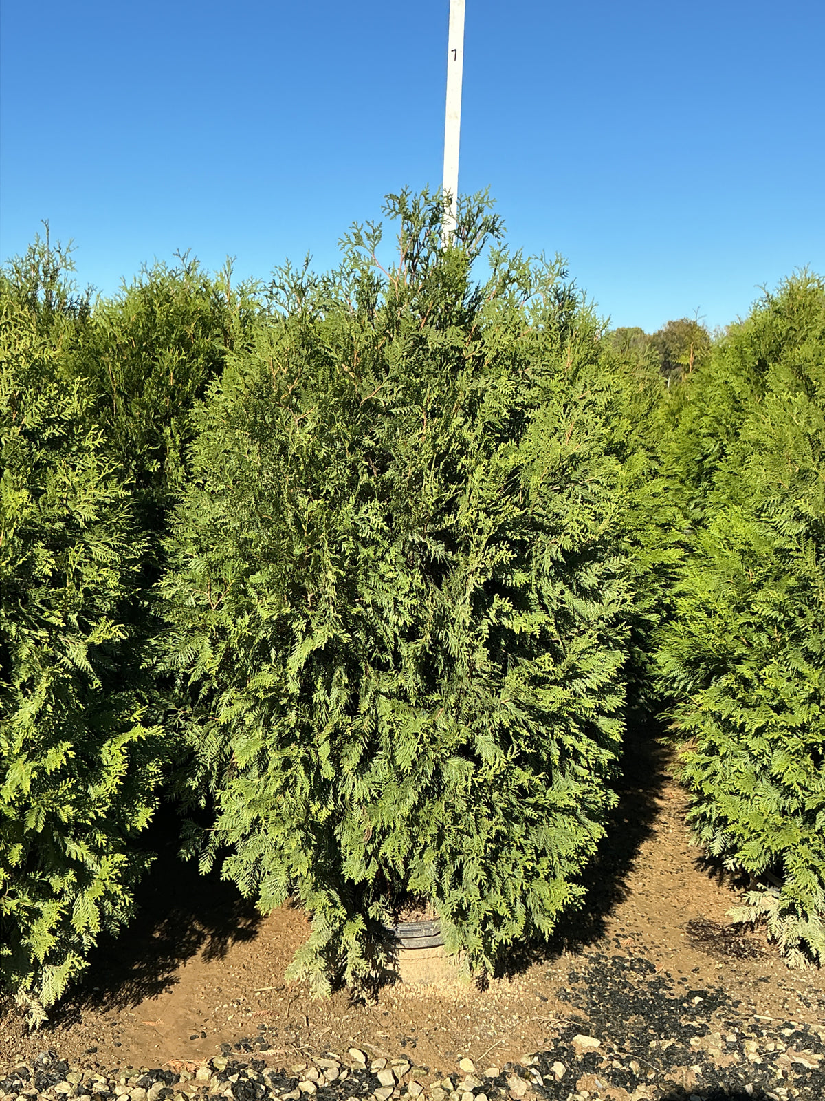 Thuja occidentalis 'Sasquatch Dark Green'