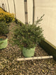 Ilex crenata 'Winterscape Chilly Willy'