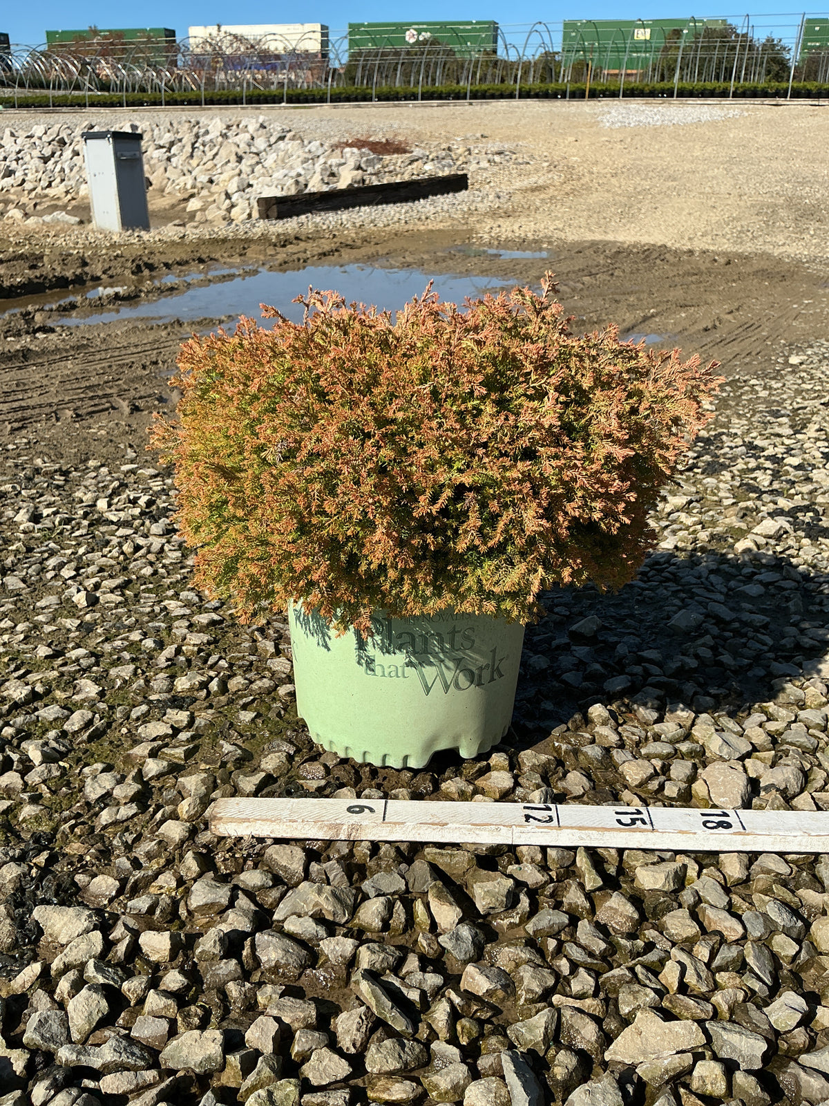 Thuja occidentalis ‘Fire Chief’ (Congabe)