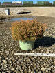 Thuja occidentalis ‘Fire Chief’ (Congabe)