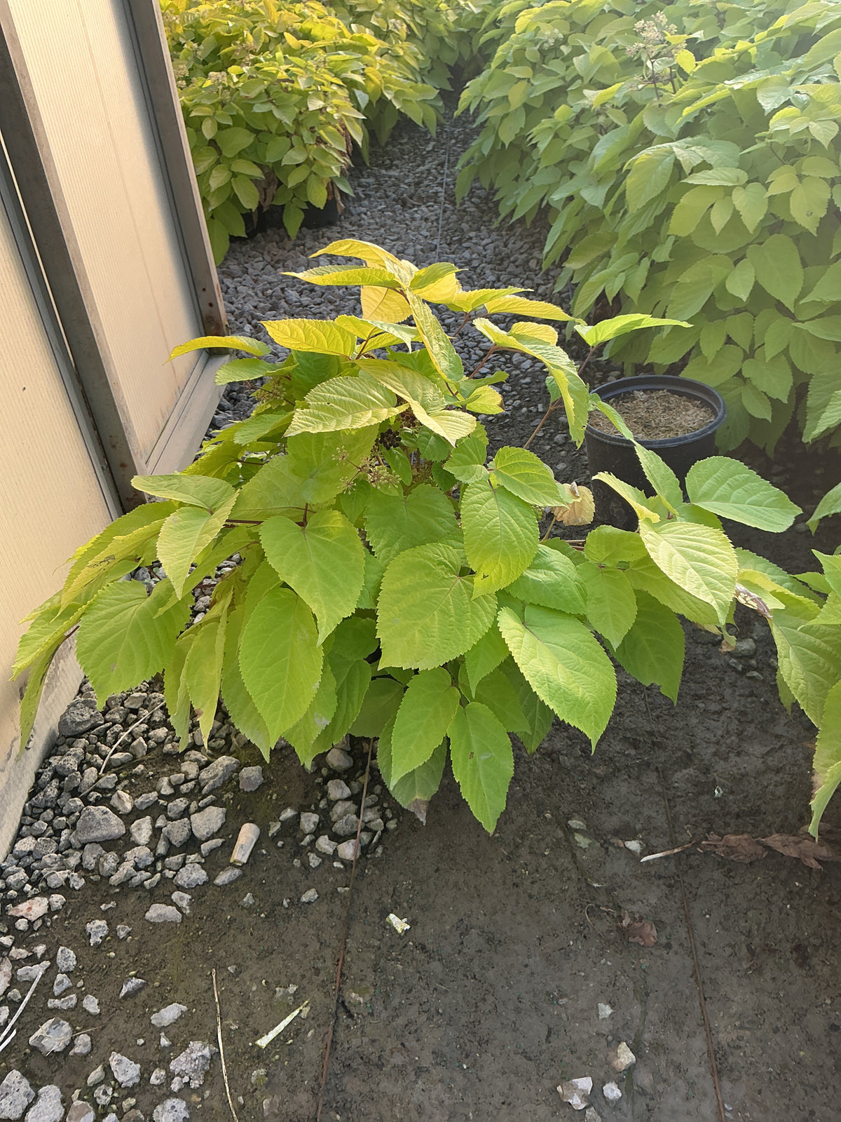 Aralia cordata 'Sun King'