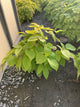 Aralia cordata 'Sun King'