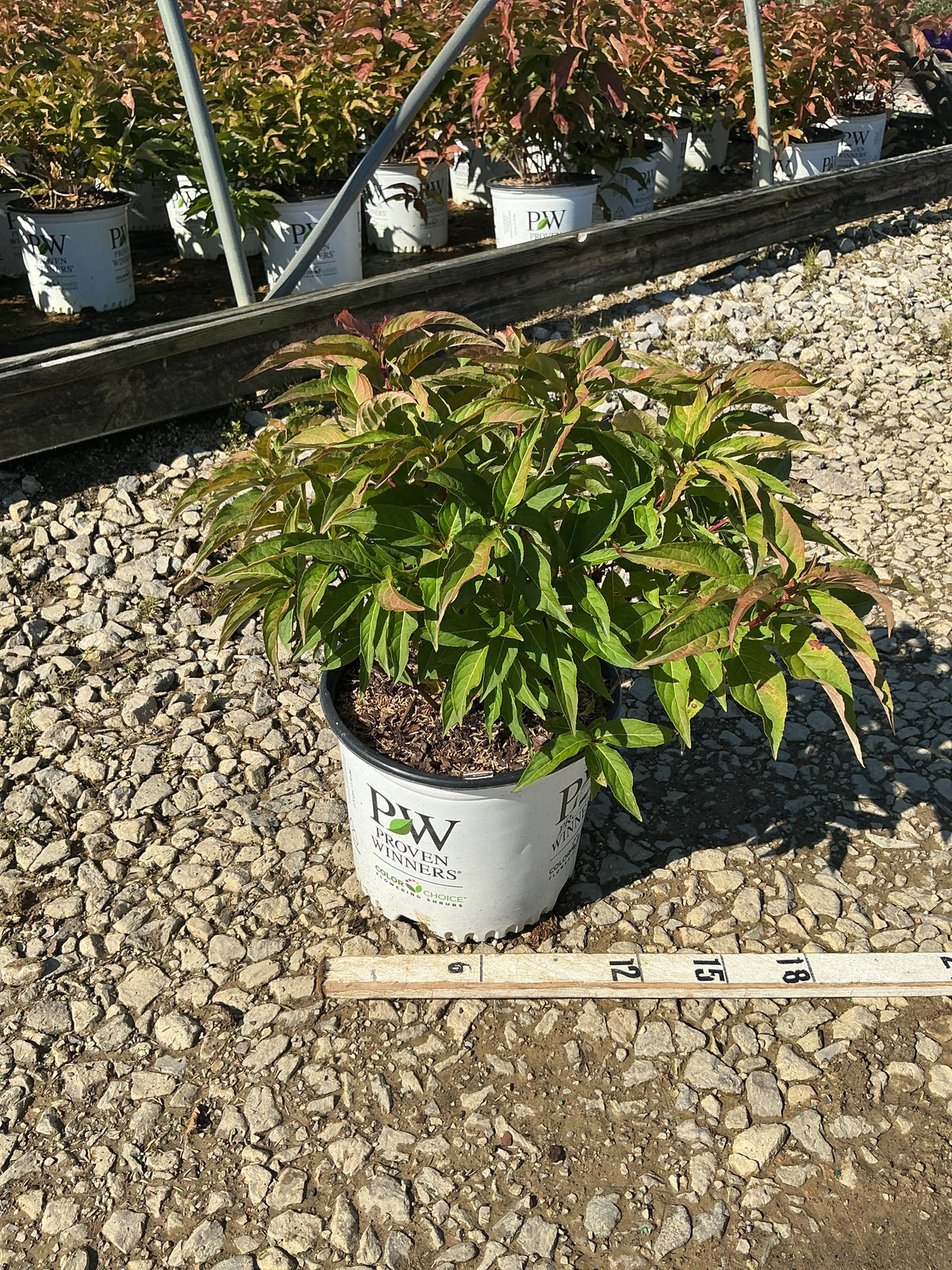 Diervilla sessilifolia 'Kodiak Red'