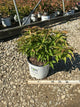 Diervilla sessilifolia 'Kodiak Red'