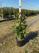 Viburnum nudum 'Winterthur'
