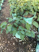 Epimedium x perralchinum 'Frohnleiten'