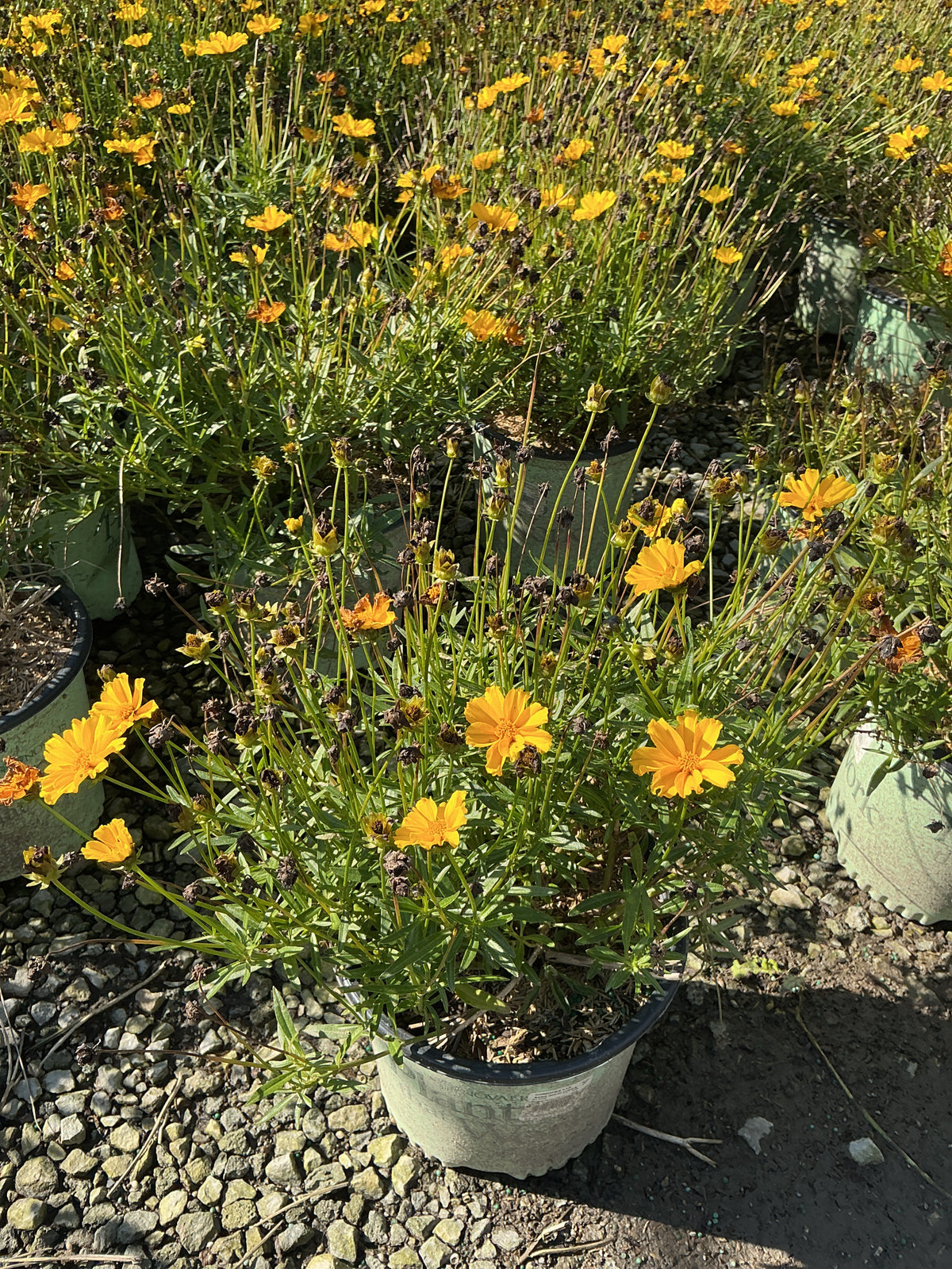 Coreopsis x 'Lil Bang Goldi Locks'