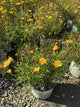 Coreopsis x 'Lil Bang Goldi Locks'