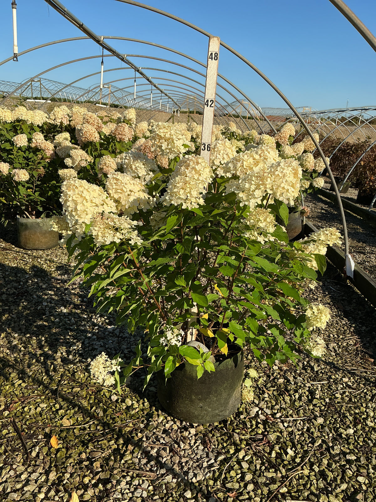 Hydrangea paniculata 'Zwijnenburg'