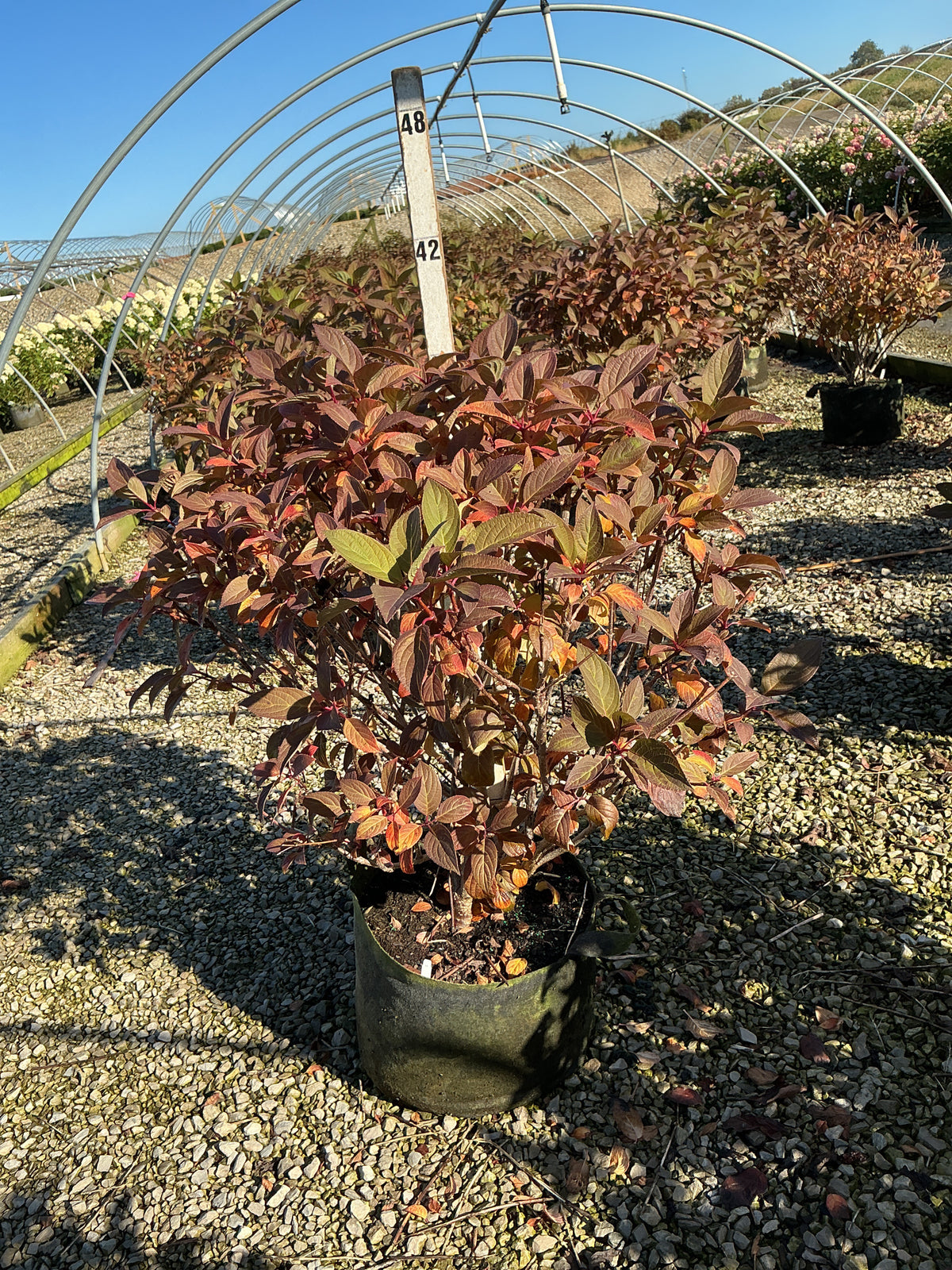 Hydrangea paniculata 'Bulk'