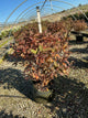 Hydrangea paniculata 'Bulk'