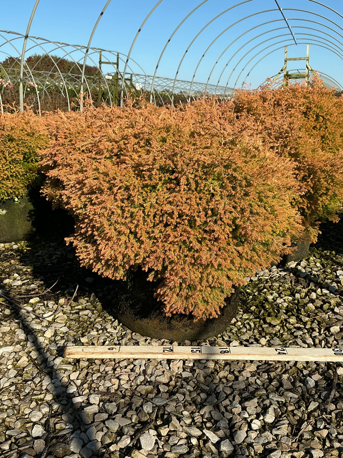 Thuja occidentalis ‘Fire Chief’ (Congabe)