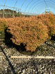 Thuja occidentalis ‘Fire Chief’ (Congabe)
