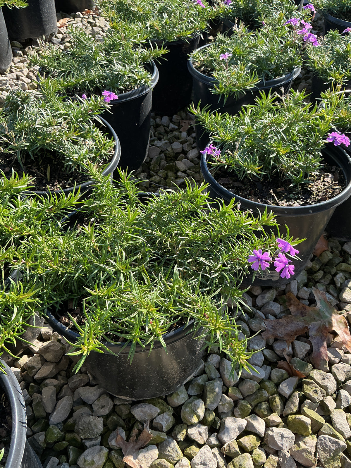 Phlox subulata 'Purple Beauty'
