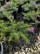 Phlox subulata 'Purple Beauty'