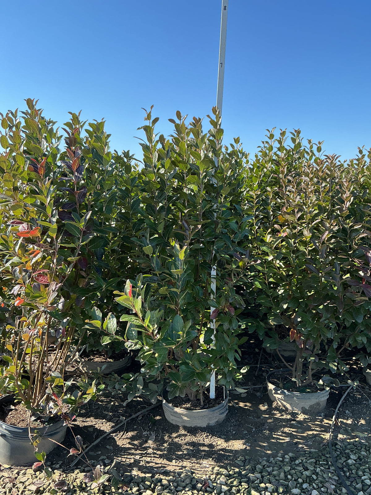 Viburnum nudum 'Winterthur'