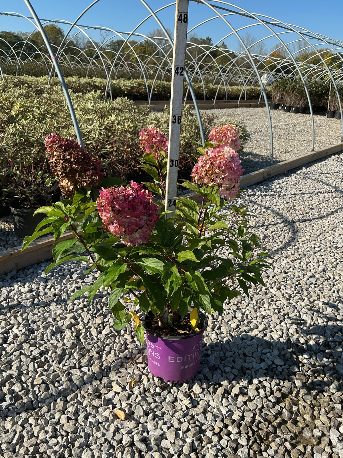 Hydrangea paniculata 'Renhy'