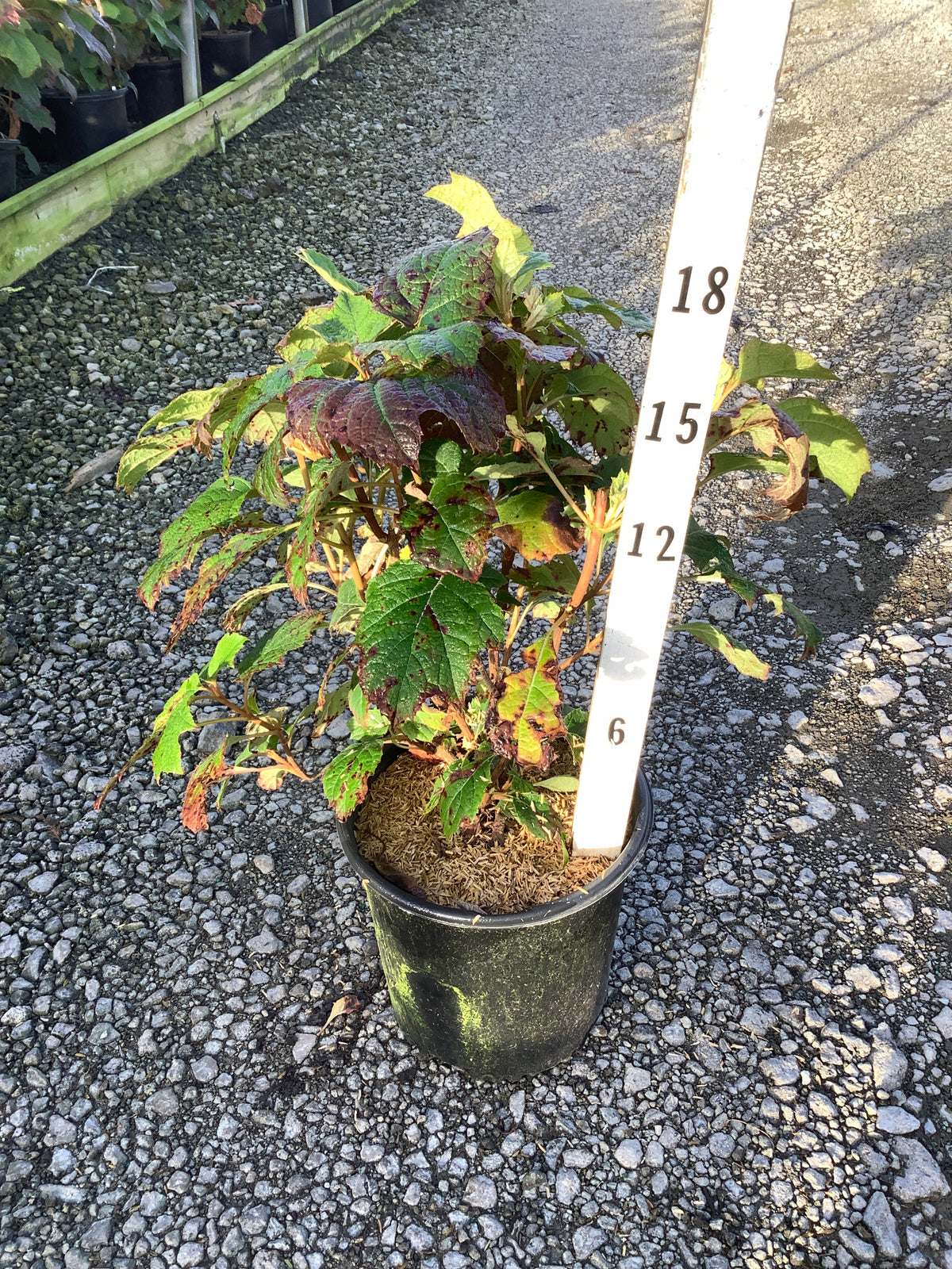 Hydrangea quercifolia 'Alice'